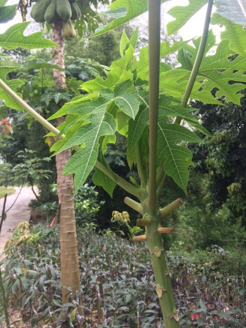 木瓜树苗10~20cm