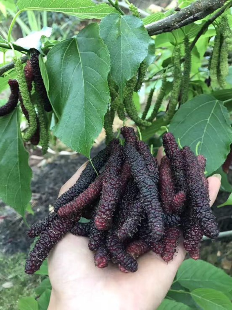 长果桑树苗