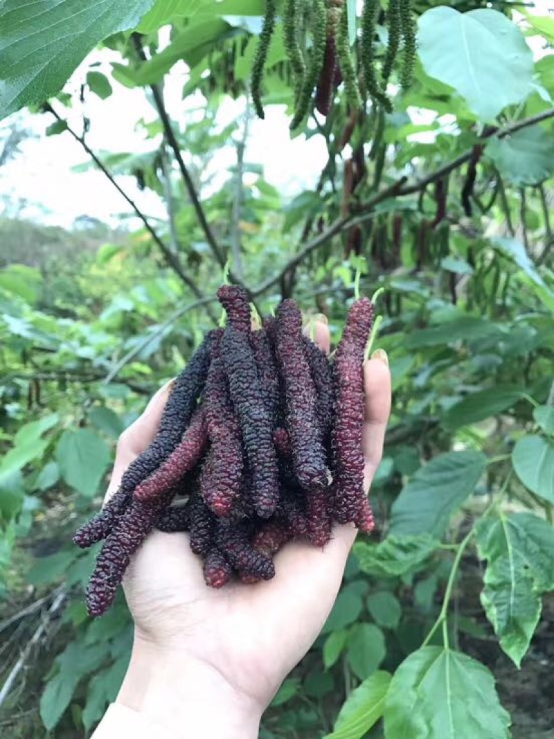 长果桑树苗