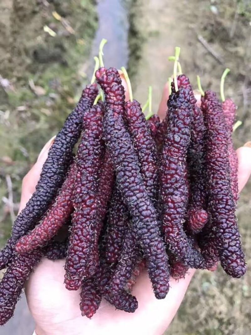 长果桑树苗
