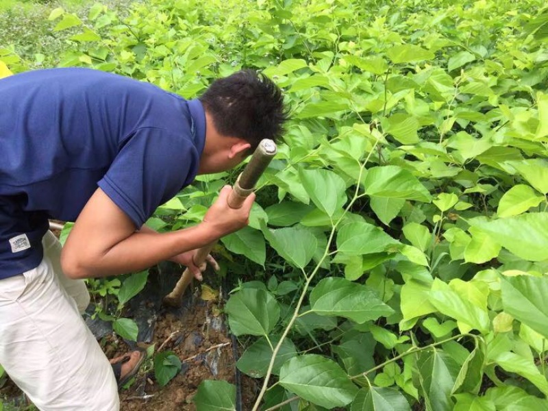 长果桑树苗