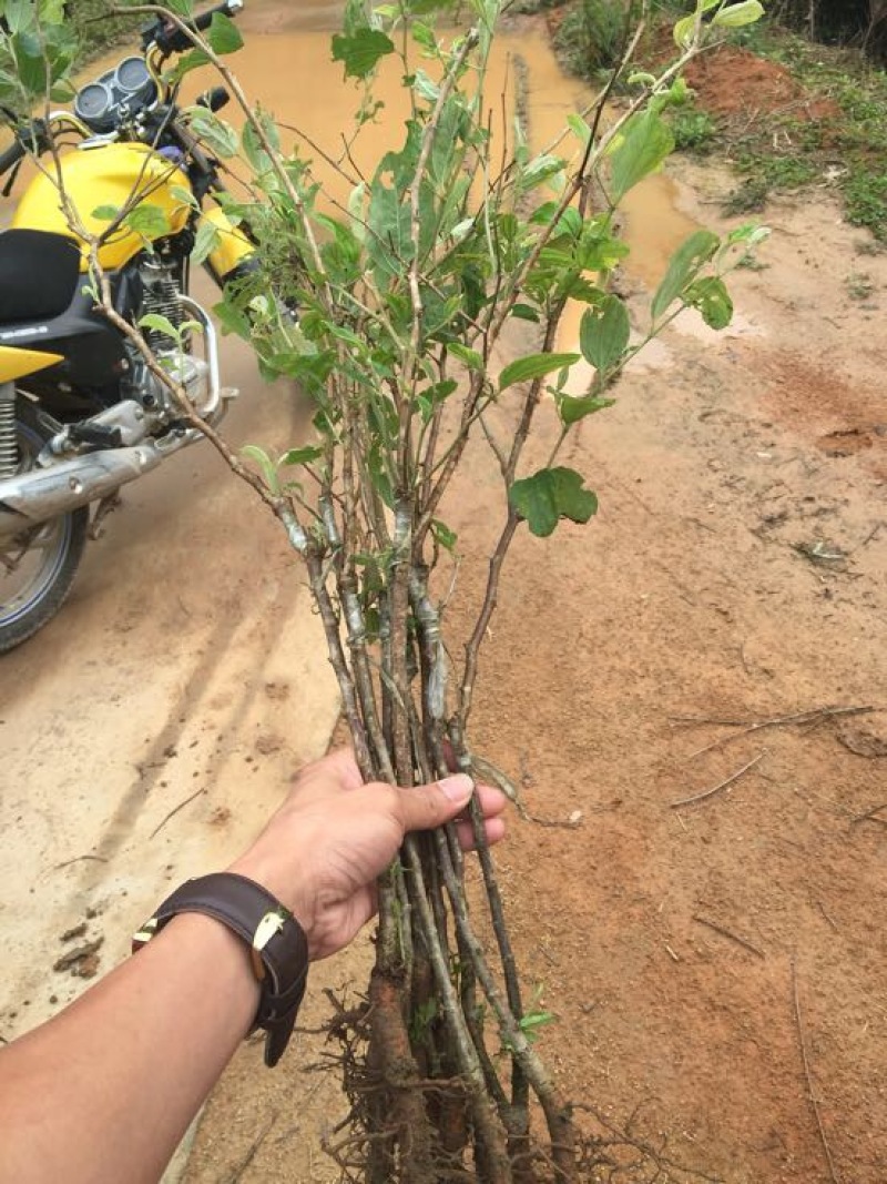 密丝枣苗30~50cm