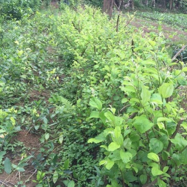 密丝枣苗30~50cm