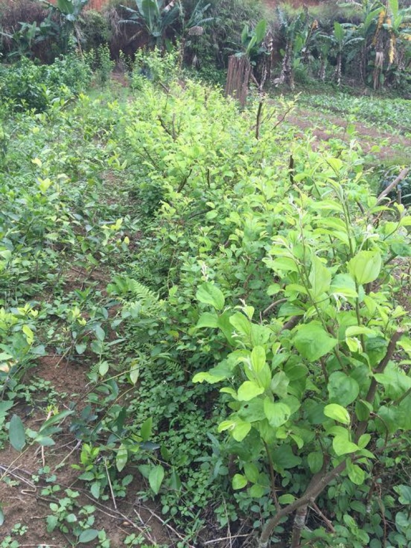 密丝枣苗30~50cm