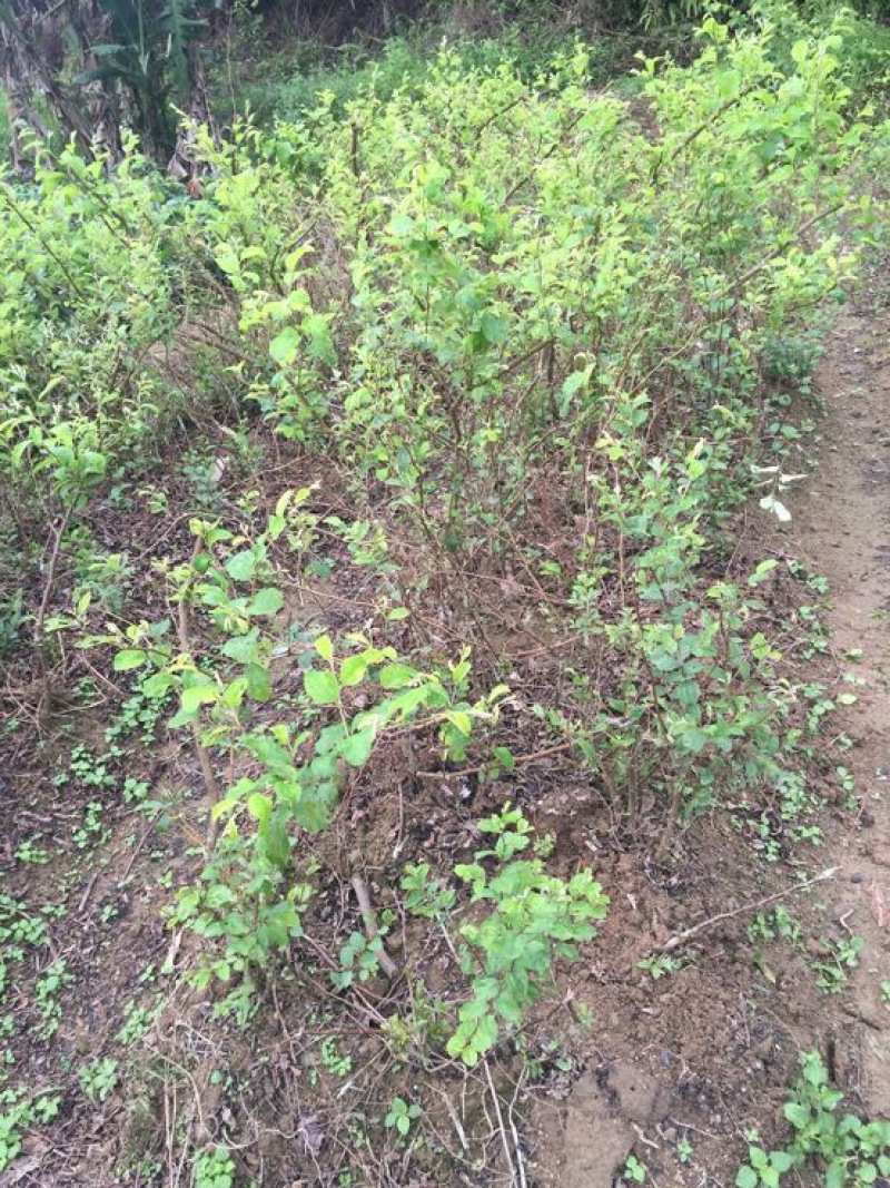 密丝枣苗30~50cm