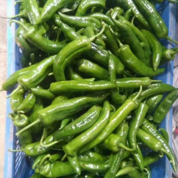 鲜辣椒5~10厘米青中辣