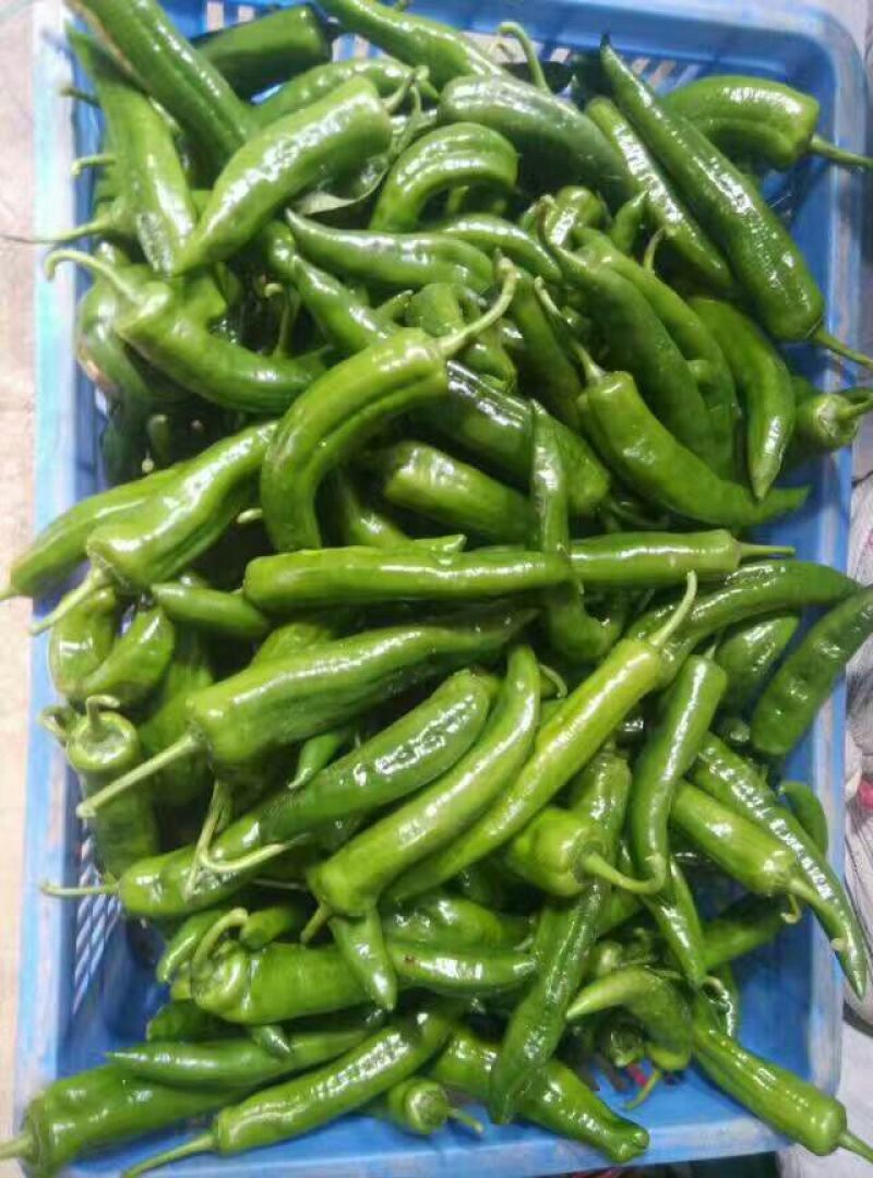 鲜辣椒5~10厘米青中辣