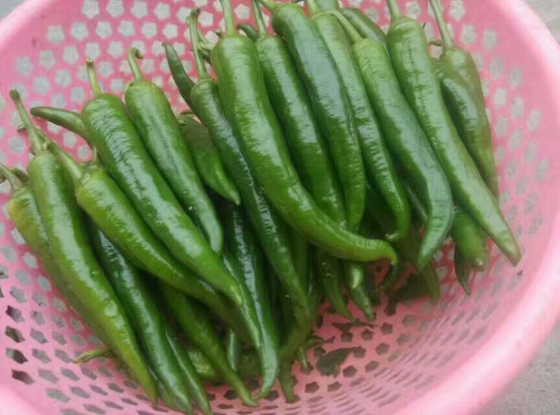 鲜辣椒5~10厘米青中辣