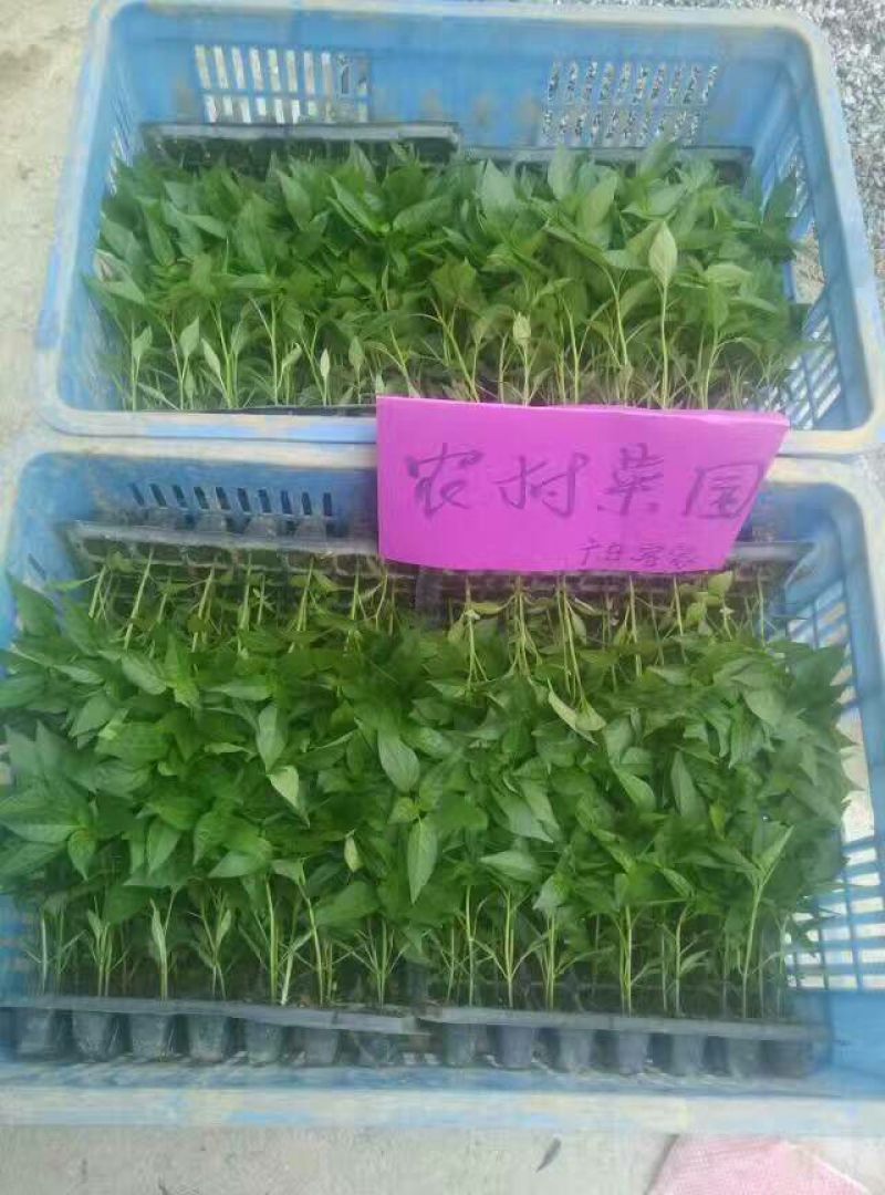 鲜辣椒5~10厘米青中辣