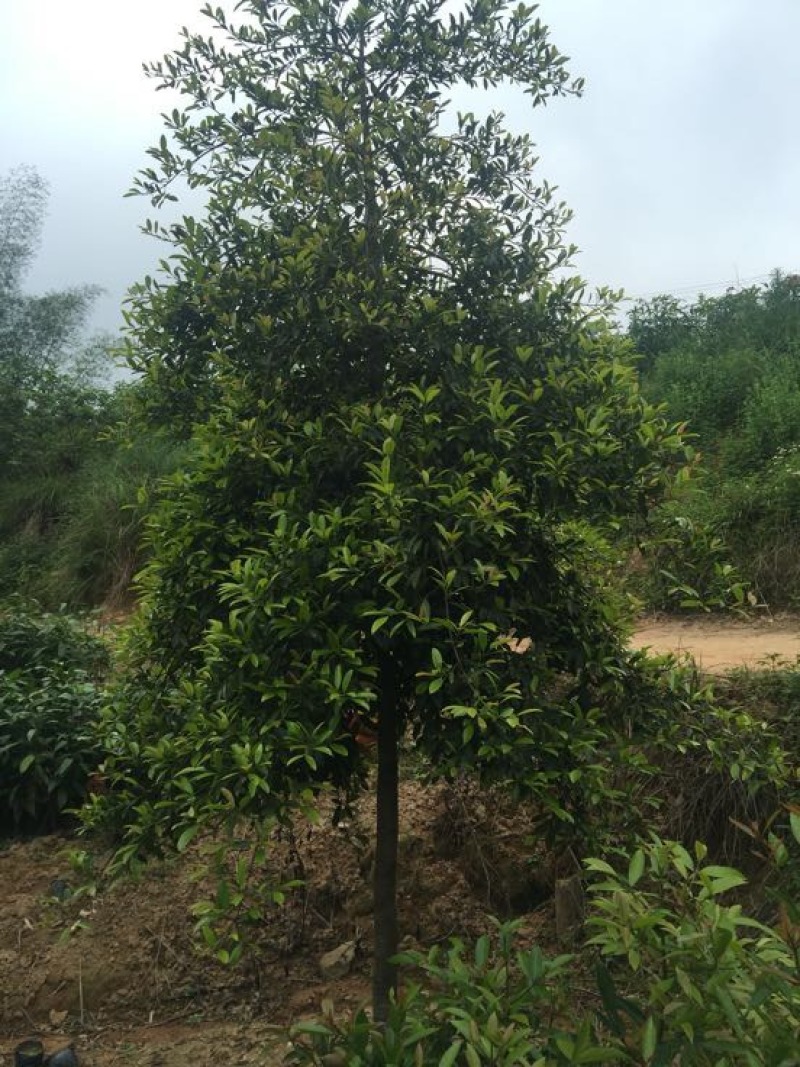 岭南山竹子苗