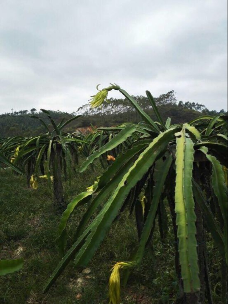 红心火龙果苗