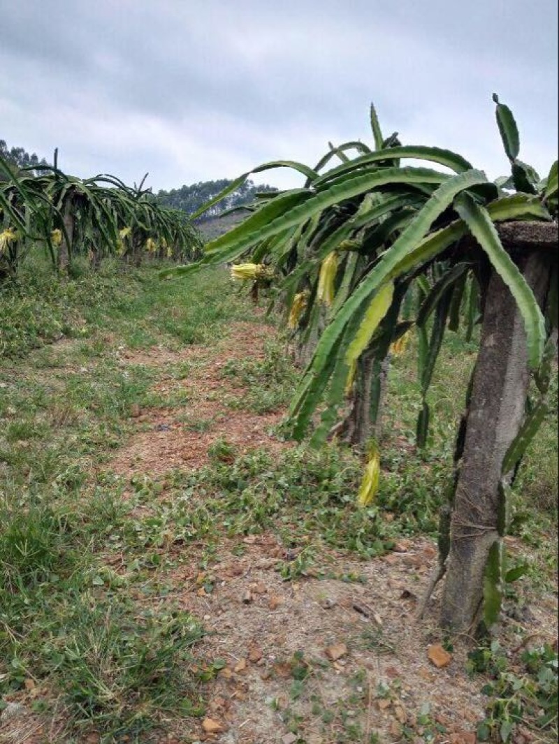 红心火龙果苗