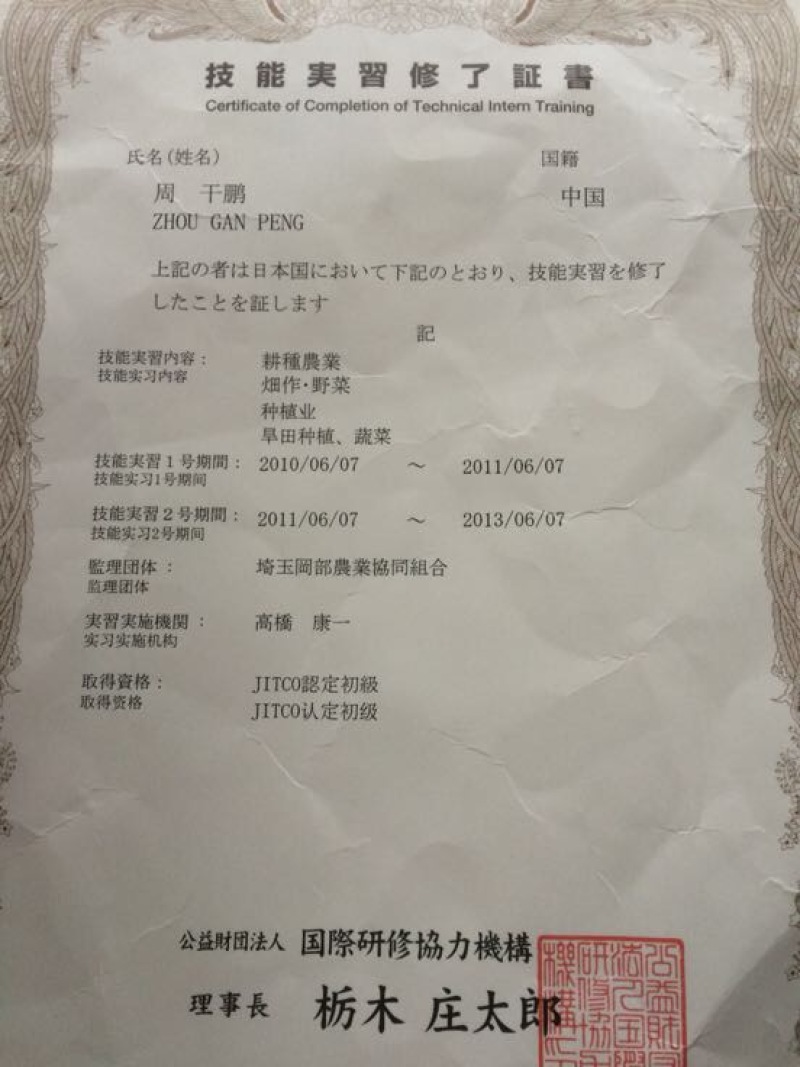 北海道黄杨苗