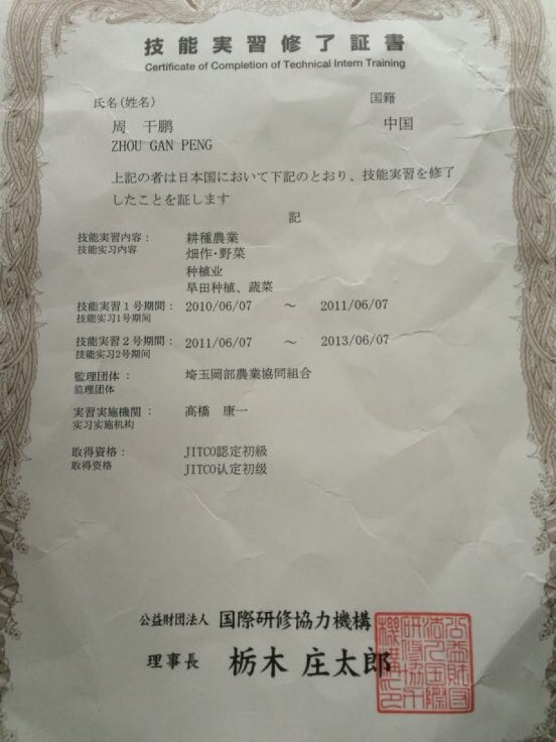 北海道黄杨苗