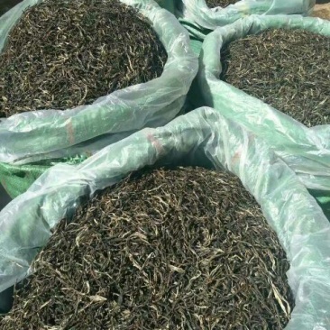 本山茶特级