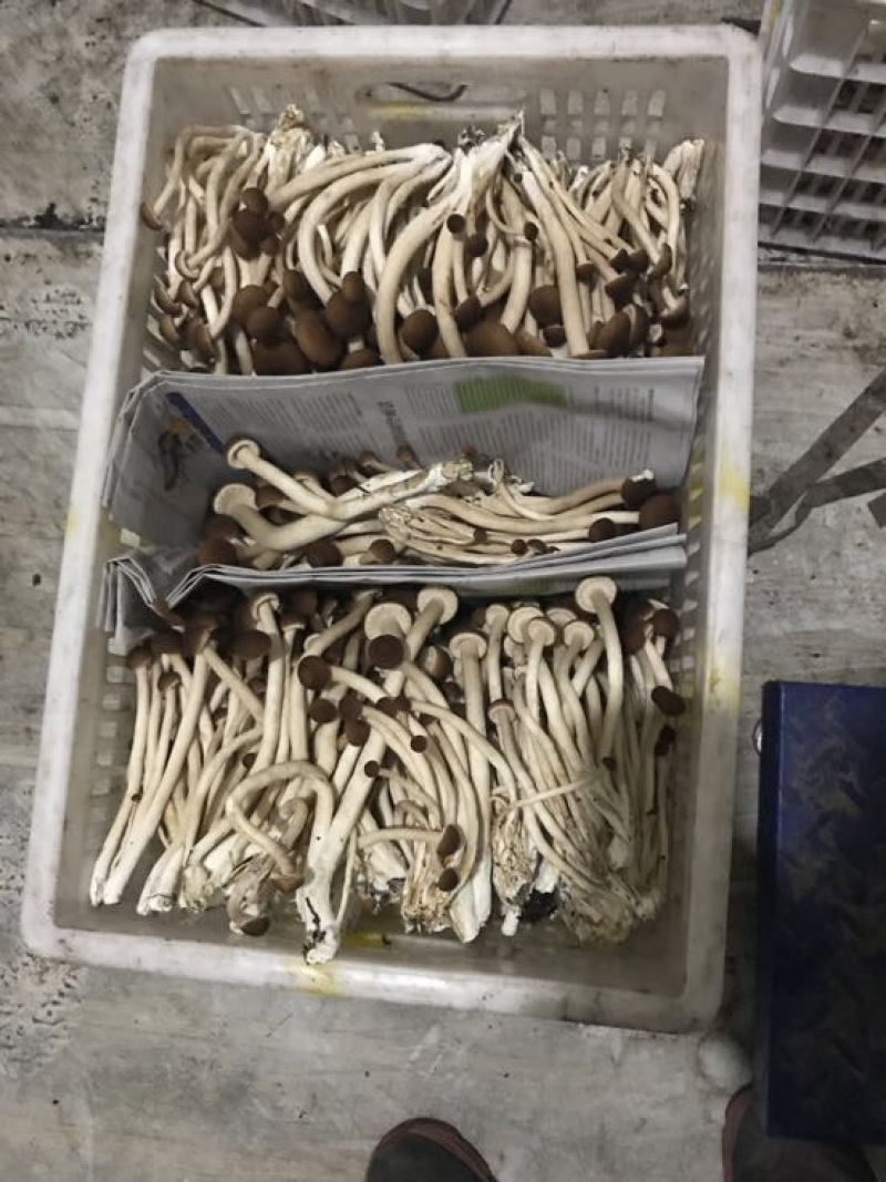 黄茶树菇