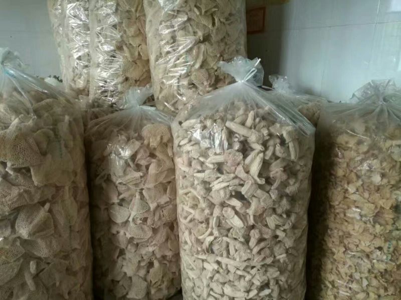 长裙竹荪一级