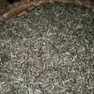 古树茶一级