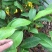 榴莲树苗