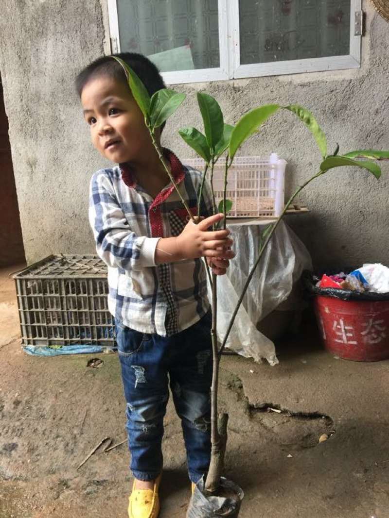 榴莲树苗
