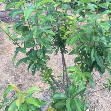 珍珠李子树苗