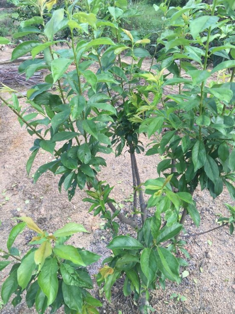 珍珠李子树苗