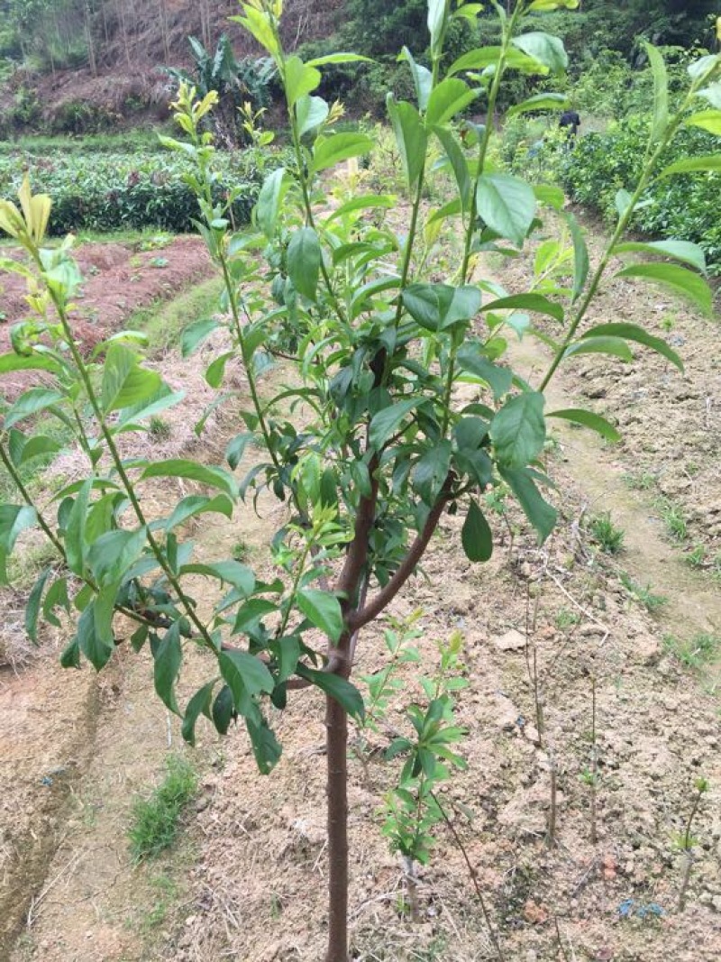 珍珠李子树苗