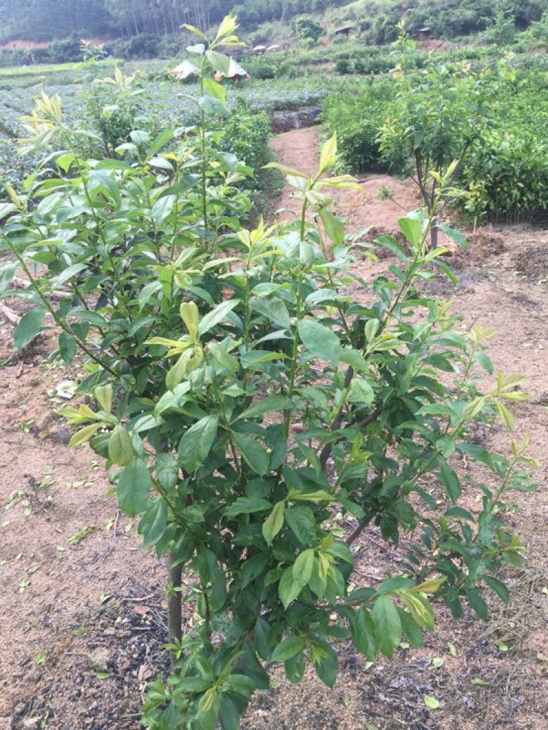 珍珠李子树苗