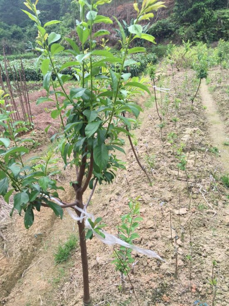 珍珠李子树苗