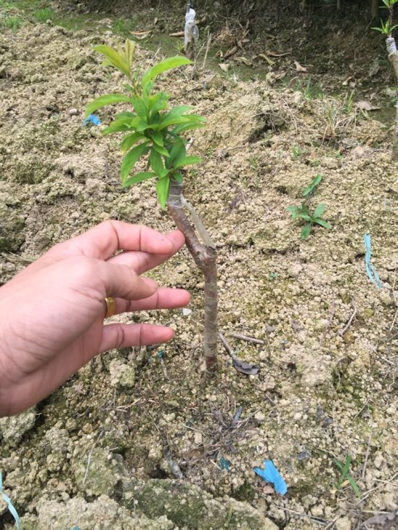 珍珠李子树苗