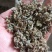 芫花中药专营品质保证量大从优