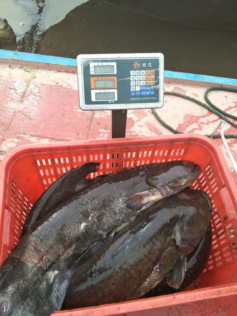 大口鲶食用