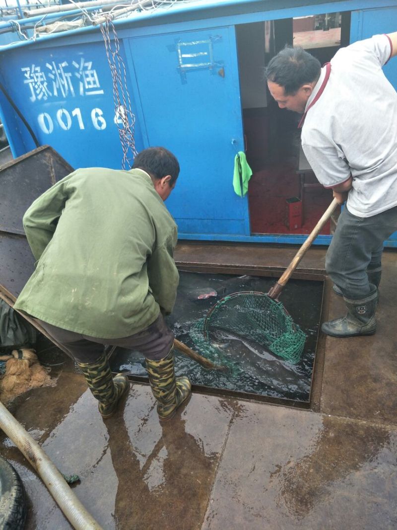 大口鲶食用
