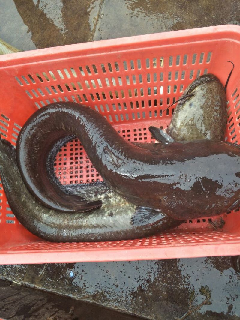 大口鲶食用