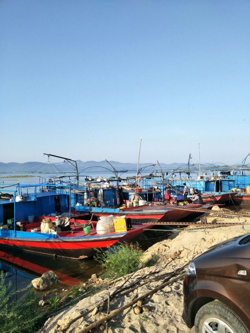 大口鲶食用