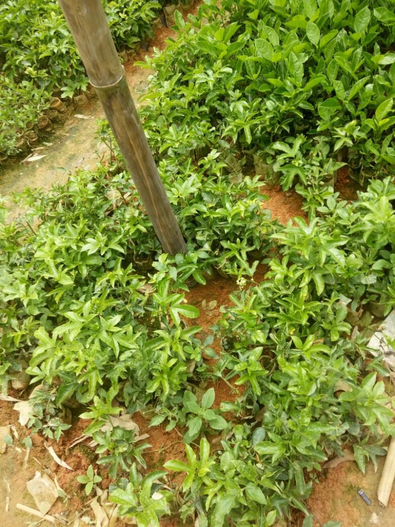 百香果苗20~30cm
