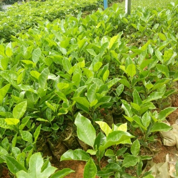 百香果苗20~30cm