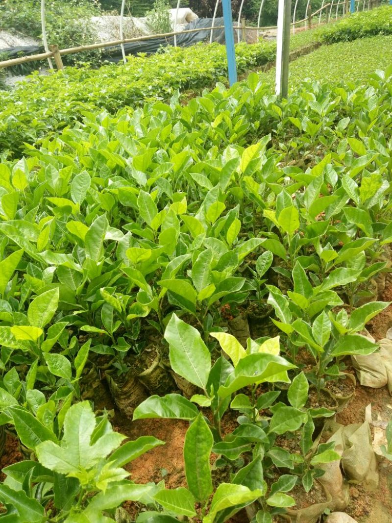 百香果苗20~30cm