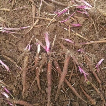 赤芍两年赤芍苗，基地供应，药用种苗，可绿化
