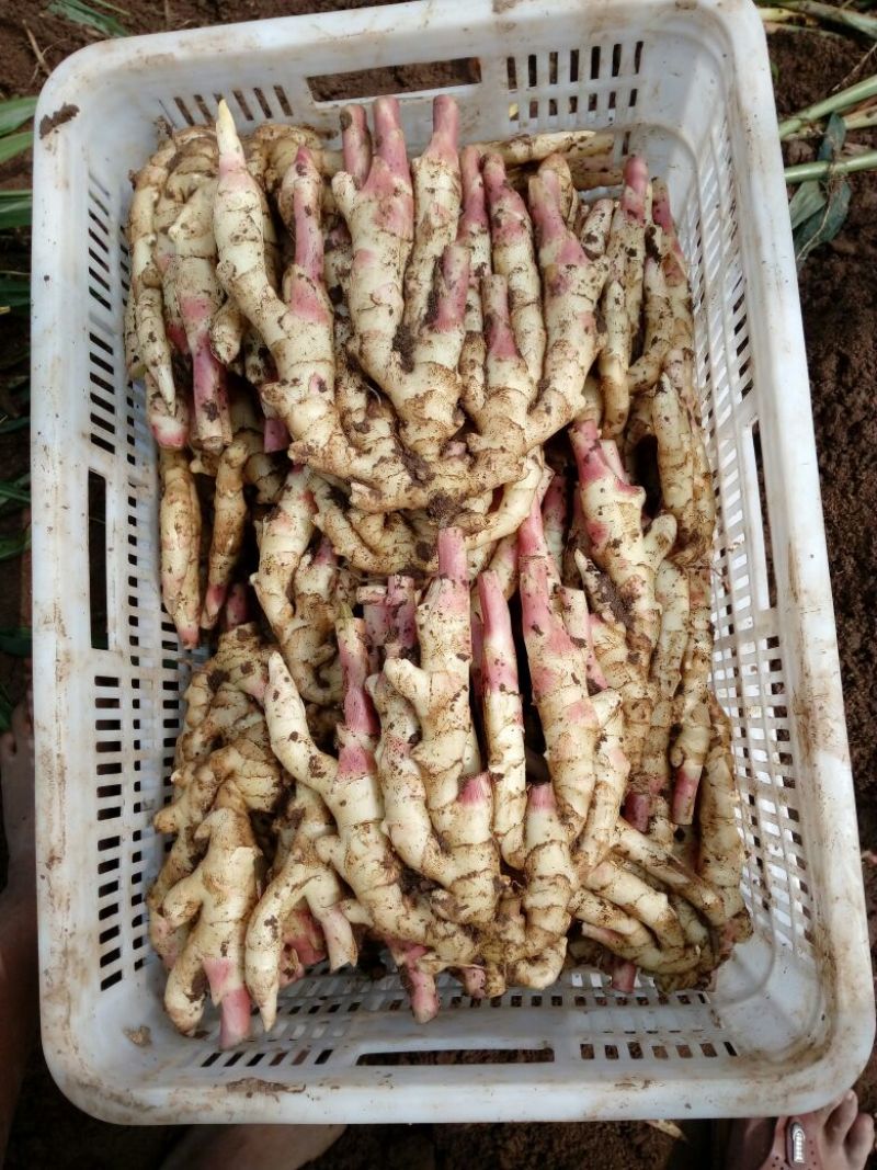 电商平台，我们有专业的工厂山东仔姜，红芽姜，嫩姜，现已大