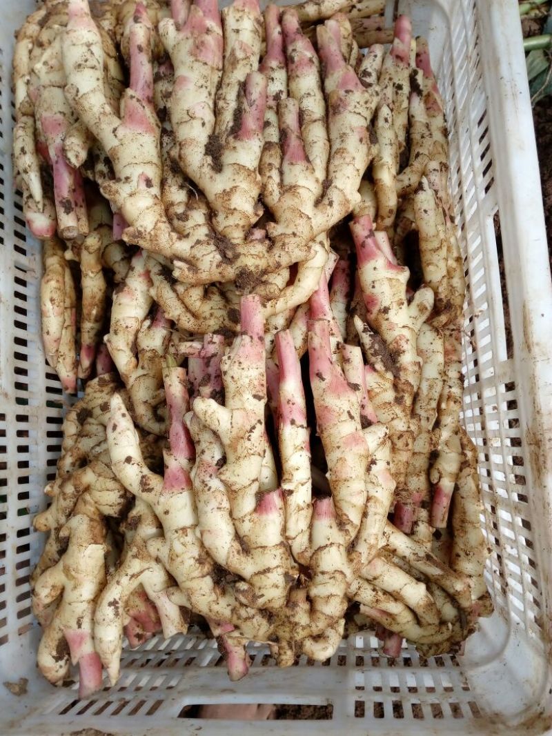 电商平台，我们有专业的工厂山东仔姜，红芽姜，嫩姜，现已大