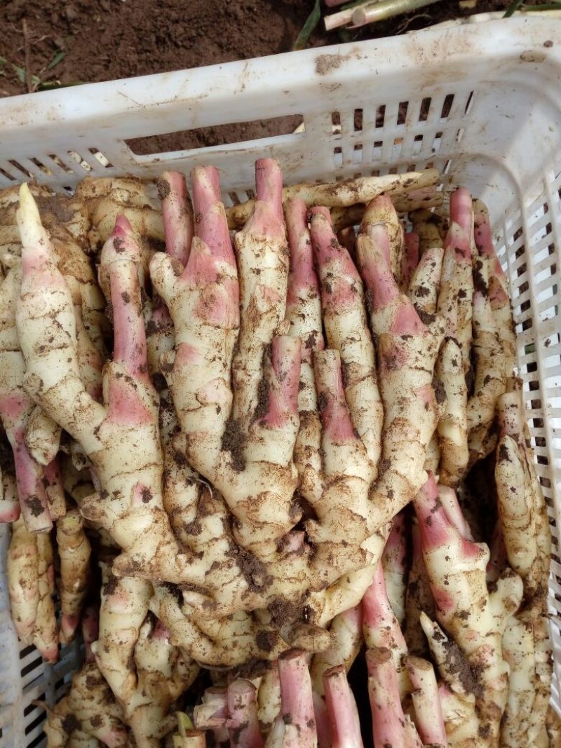 电商平台，我们有专业的工厂山东仔姜，红芽姜，嫩姜，现已大