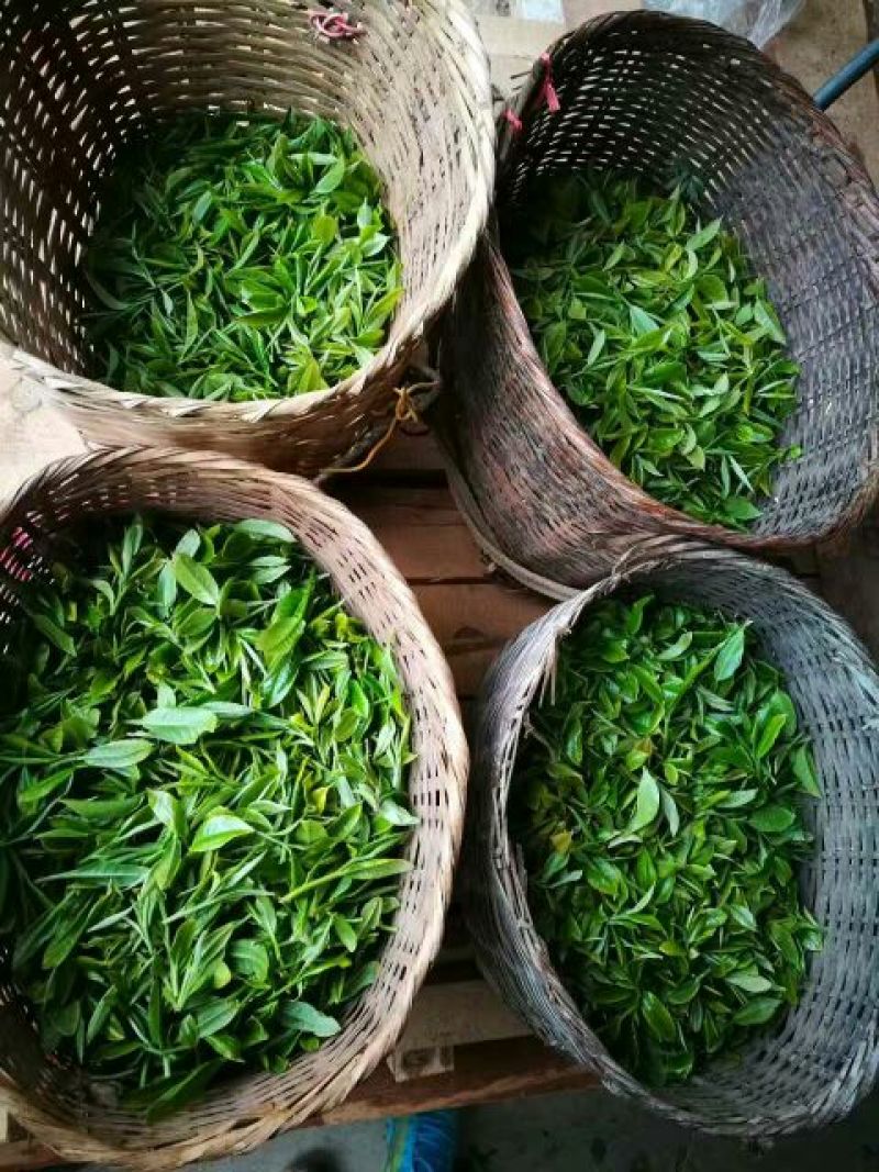 普洱茶一级