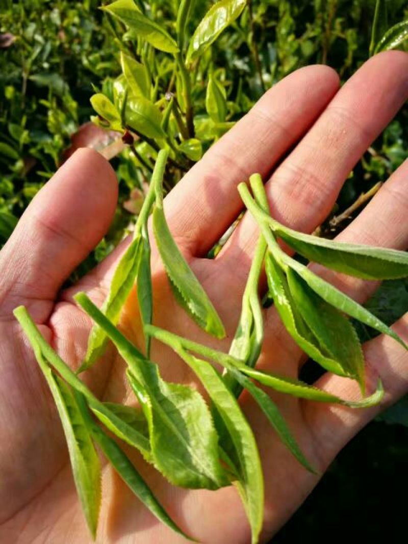 普洱茶一级