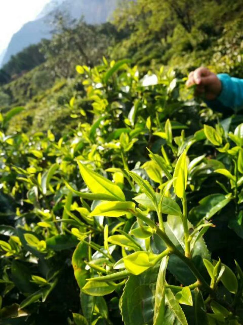普洱茶一级