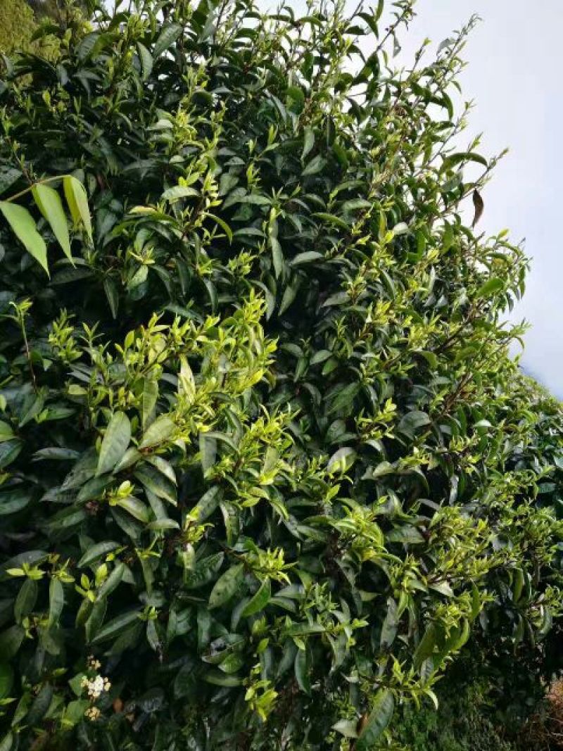 普洱茶一级