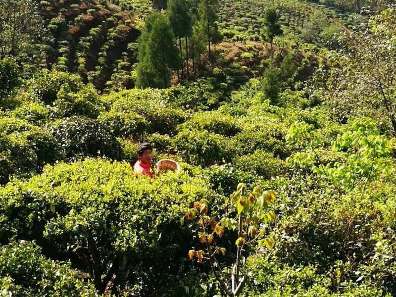 普洱茶一级
