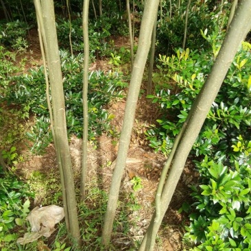 栾树2~4cm4cm以下3~3.5米