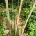 栾树2~4cm4cm以下3~3.5米