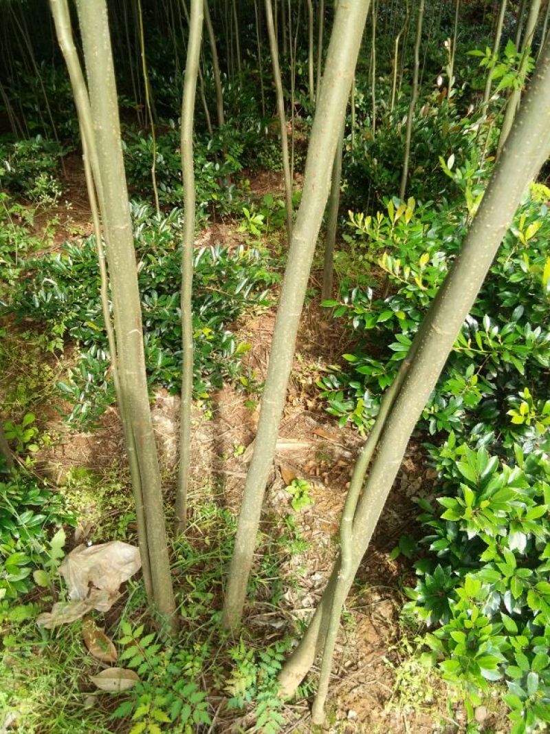 栾树2~4cm4cm以下3~3.5米